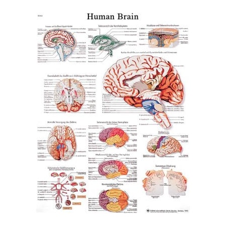 Fabrication Enterprises 3B Anatomical Chart - Brain, Paper 12-4600P